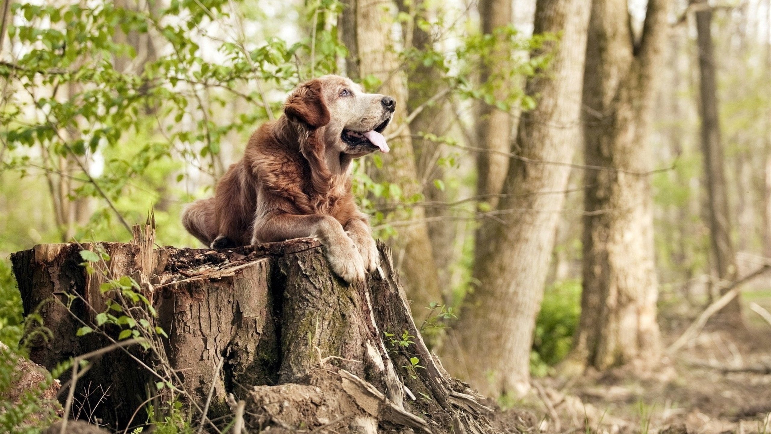 当丹麦炸药血拼非洲雄鹰，梅西在虚拟战场上的完美棋局