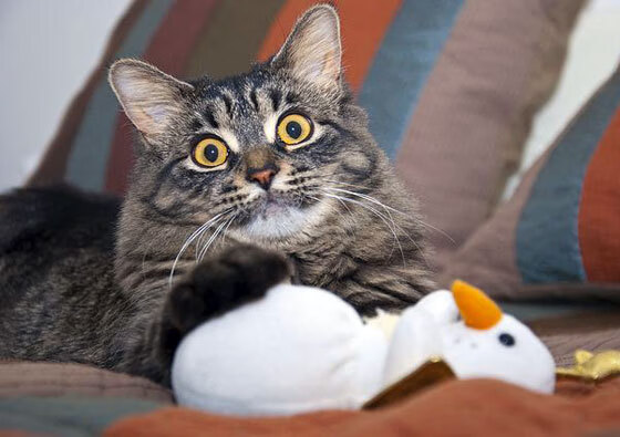 蝴蝶效应，约基奇高原三双，何以点燃麦迪逊花园的胜利火焰？