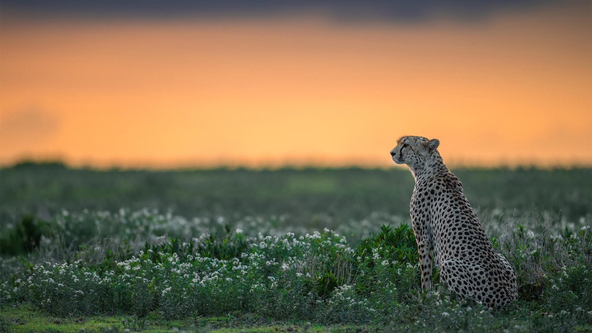 东决夜他化身黑色闪电！爱德华兹赛后评分拉满，下一个划时代的领袖已登场