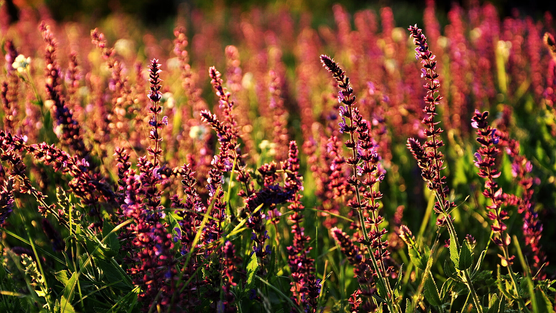 欧洲足球之夜，当德甲冠军悬念绷至极限，马赛用一场狂胜提醒世界足球的不讲道理