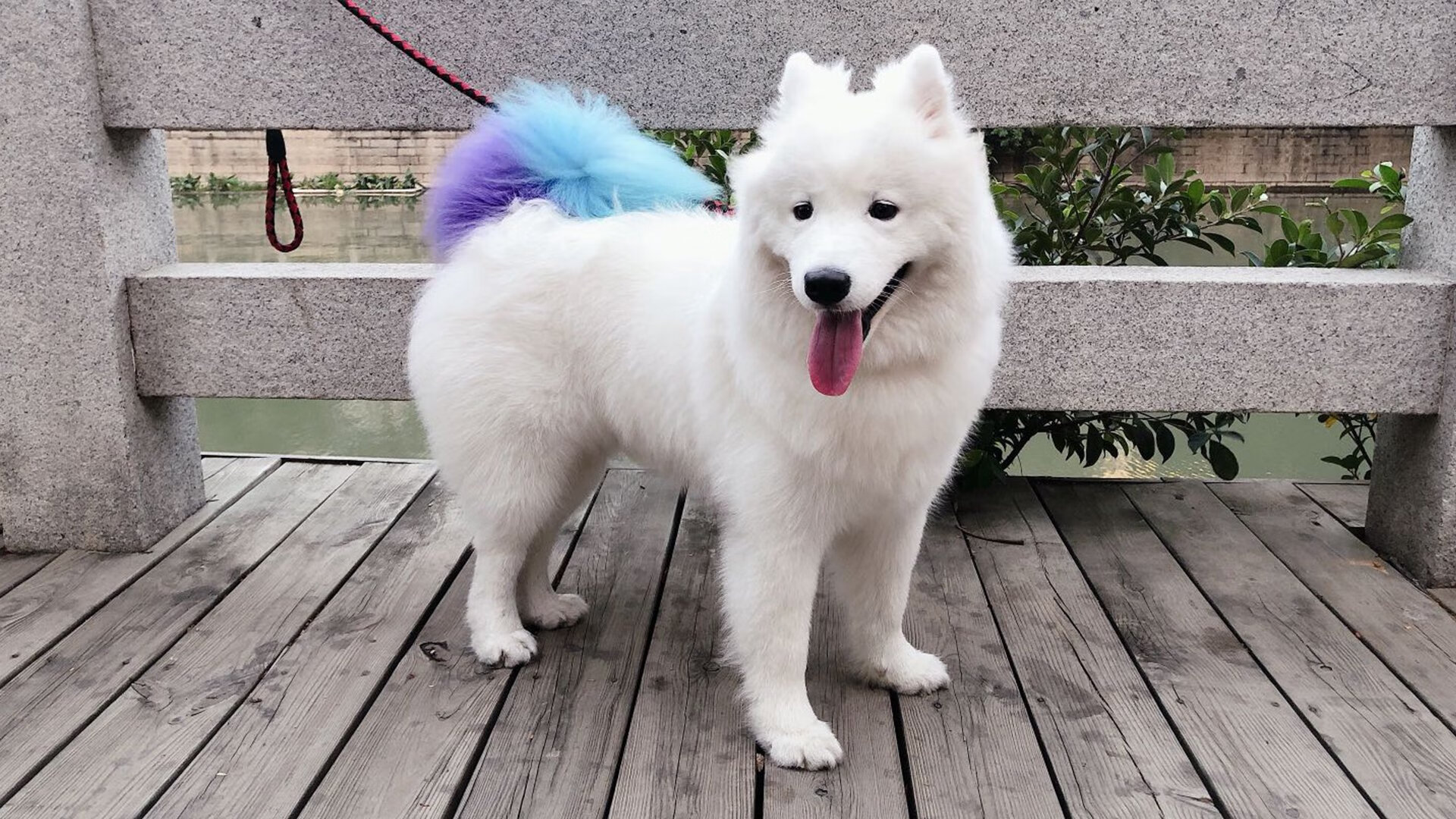 双子星闪亮工体，北京队的这场演出永不落幕