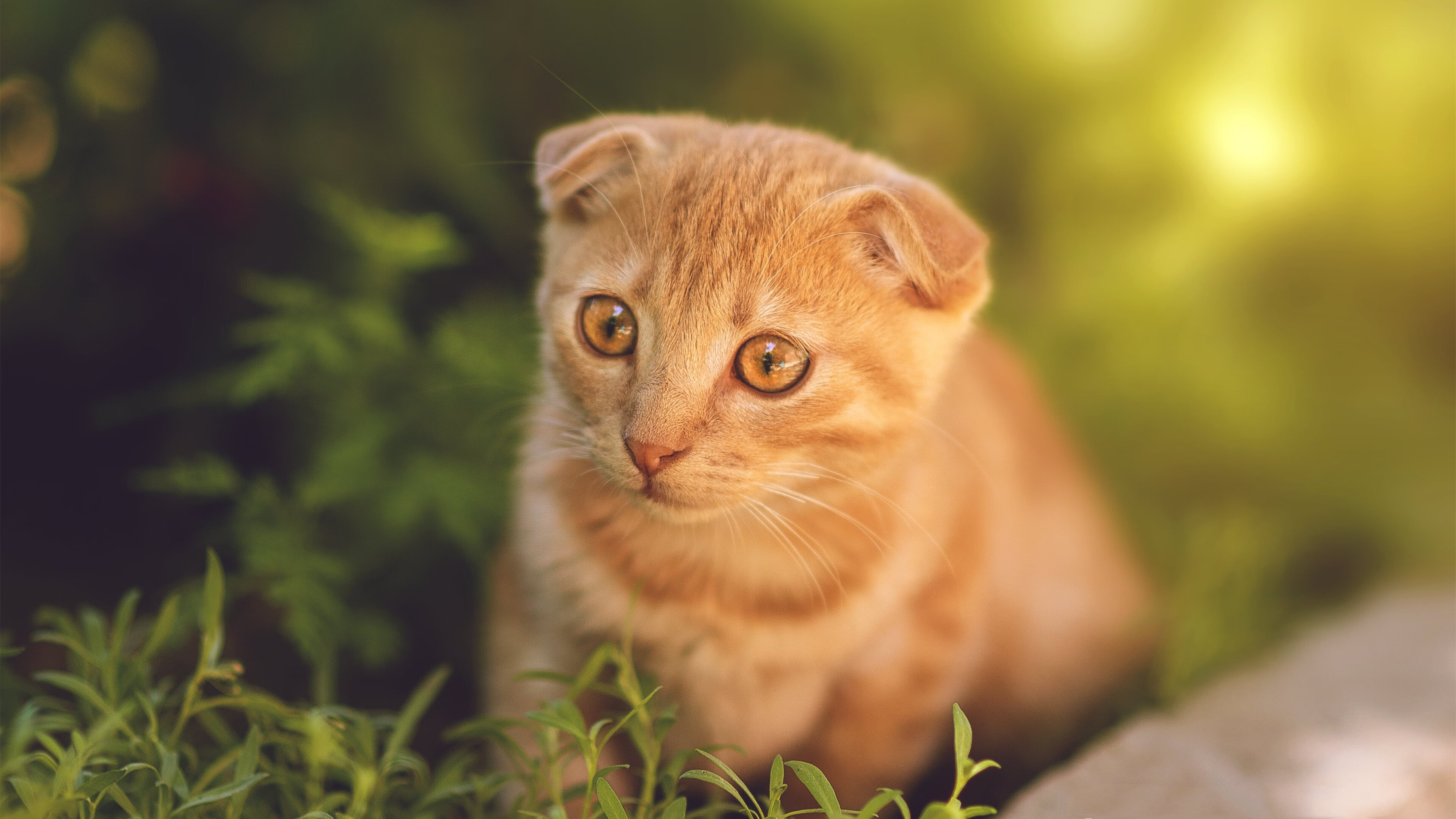 绿意之战，当德甲争冠的战术棋盘，撞上魔术与凯尔特人的热血江湖