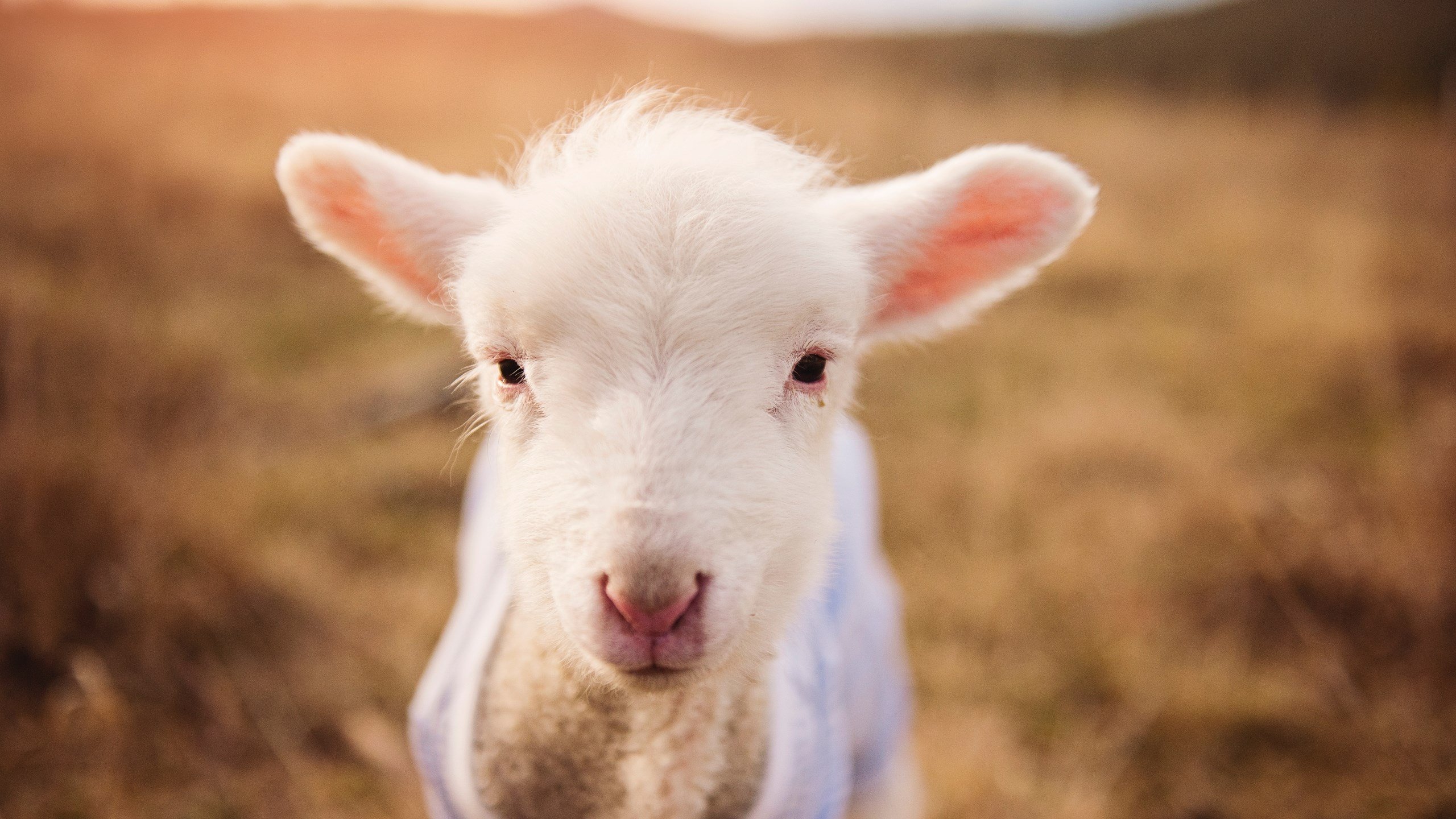 孤胆对机器，基耶萨在塞维利亚血色黄昏中的救赎