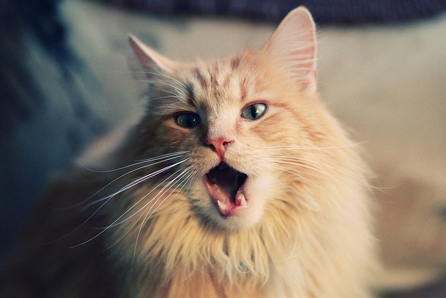 冰与火的对决，当傲慢的里昂被克罗地亚的叹息唤醒奇迹