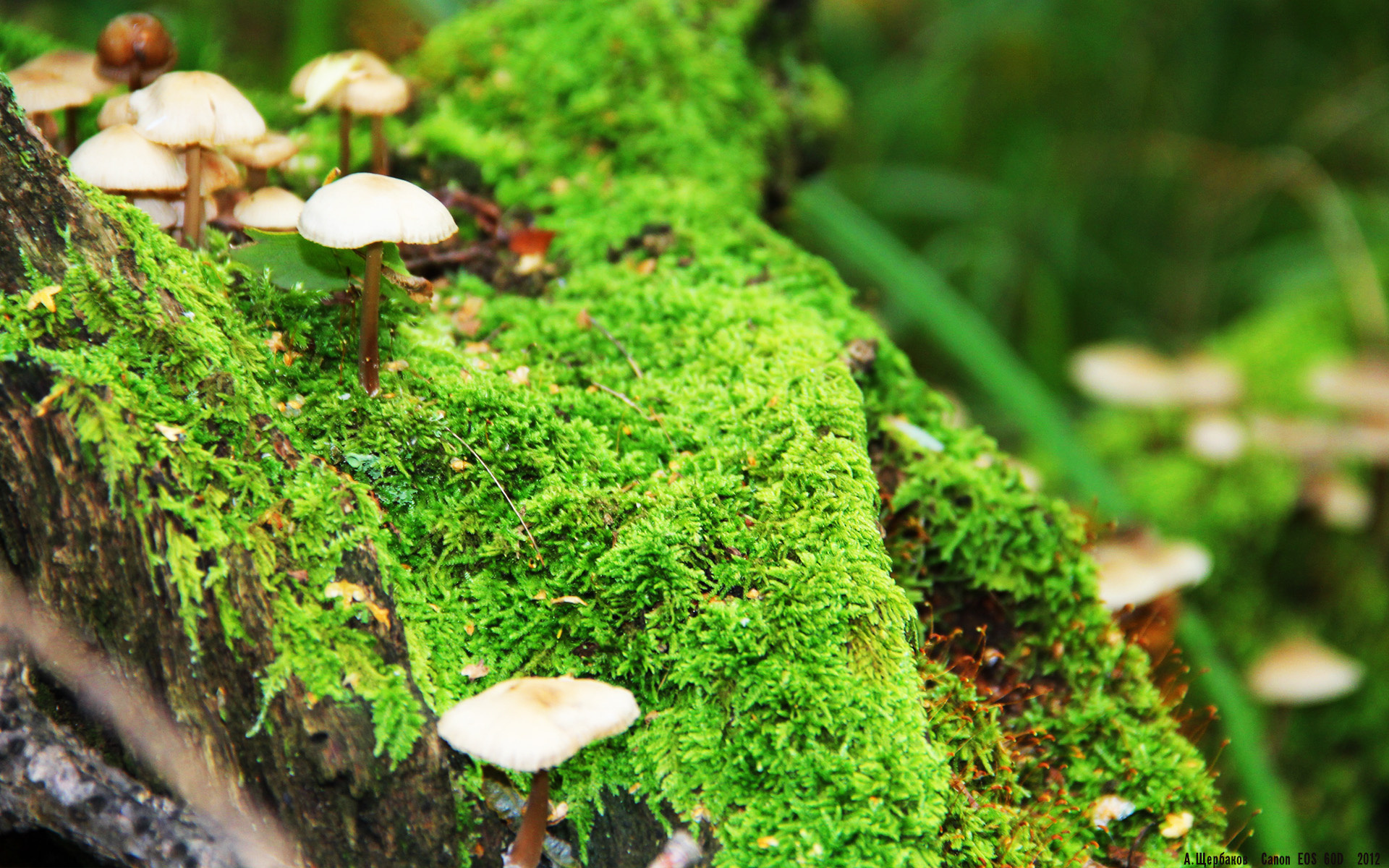 冰与火的交响,当团队华尔兹遇见孤胆史诗