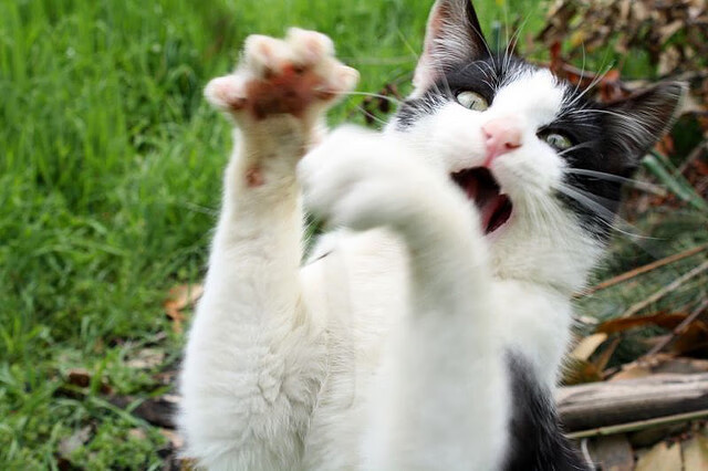 新大陆征服旧秩序，当墨西哥莱万在英超挪威稳稳接管争冠权杖