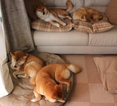 平行宇宙的哨响,当詹姆斯存在感拉满,辽宁队压哨击沉鹈鹕