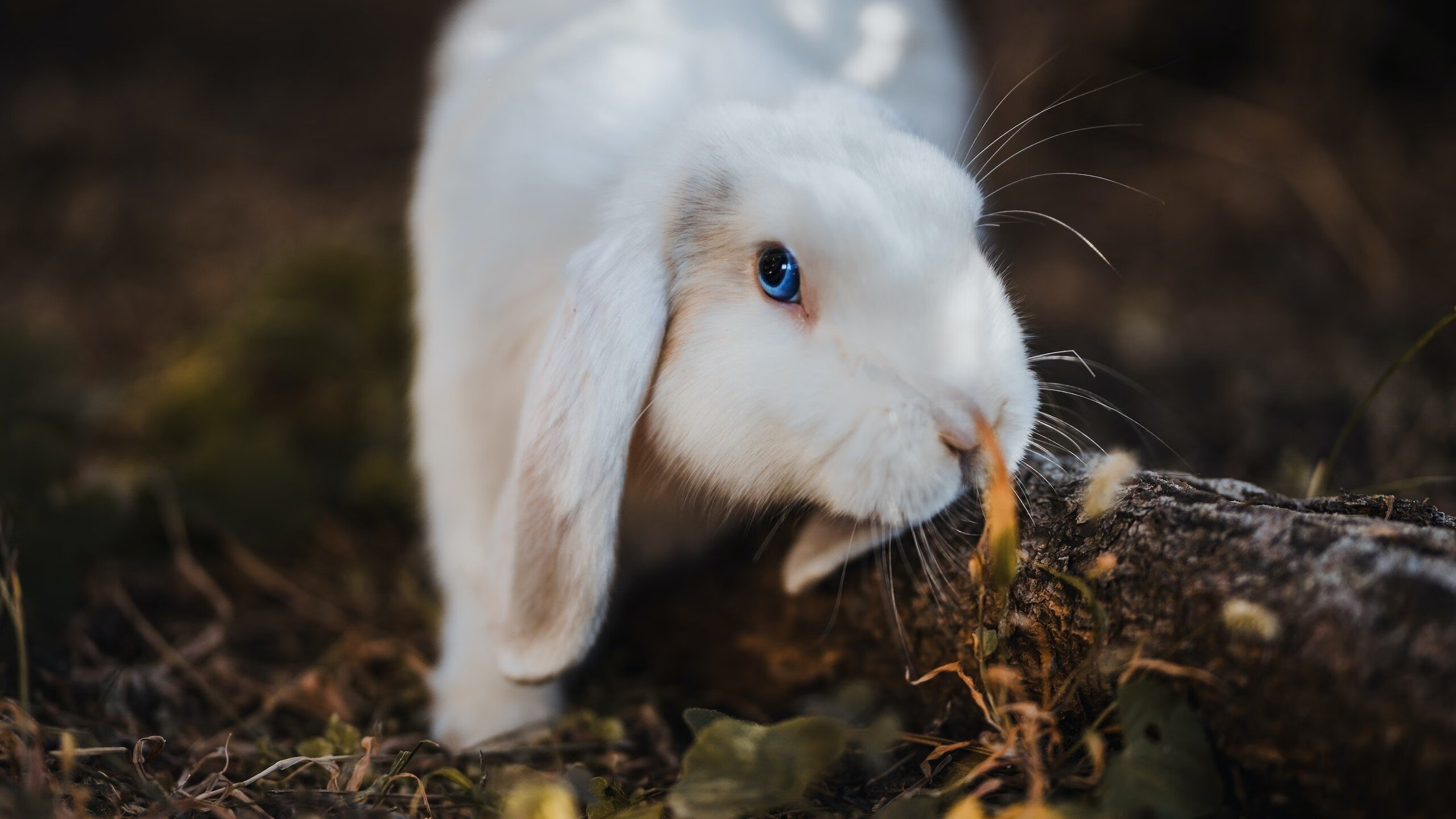 11人唯一不惧意式防守的瑞士人,阿坎吉用第二落点终结拉齐奥的悬念