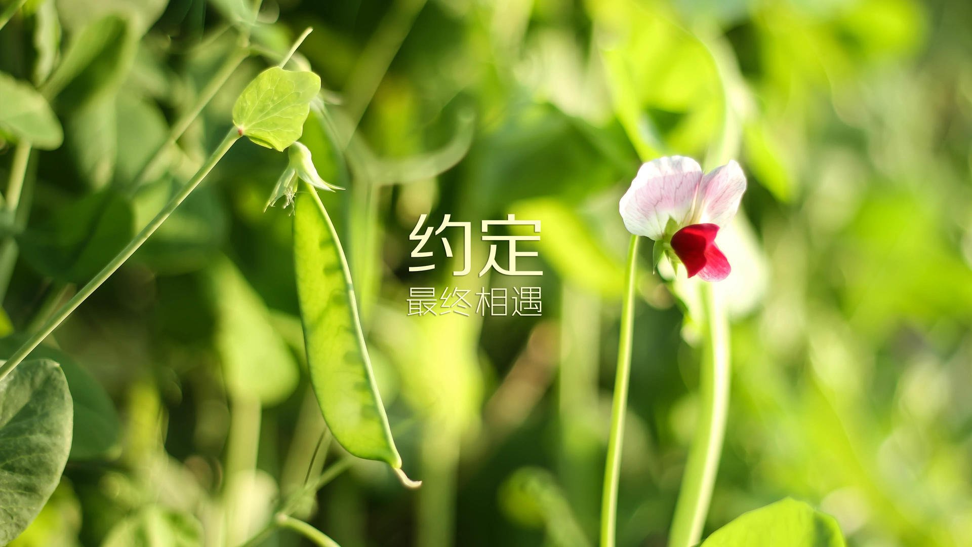 从马刺末节收割到保罗神控，两种王者气质，一种胜利逻辑