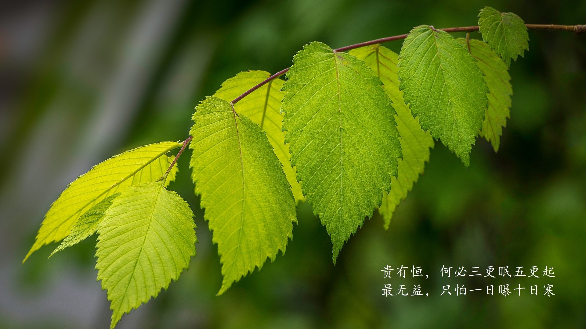 (扩展思维后的选项)
